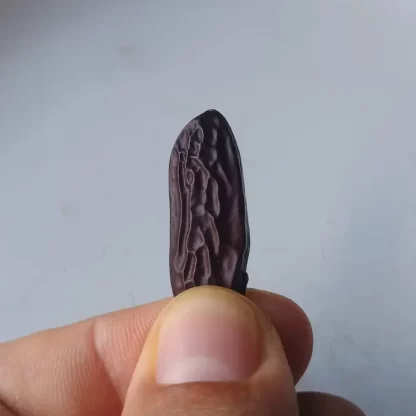 Uma semente de Cumarú Fava Tonka na ponta dos dedos