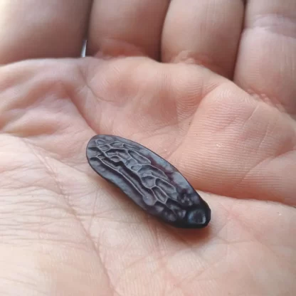 Uma semente de Cumarú Fava Tonka na palma da mão